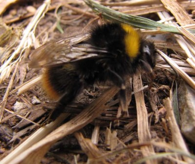 Bombus-lapidarius.JPG