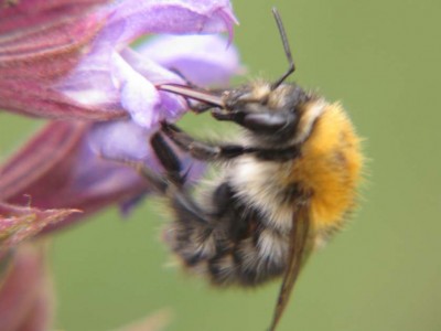Acker-Hummel-leckt.JPG