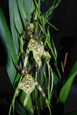 Brassia 6.6.09 (1) V2.JPG