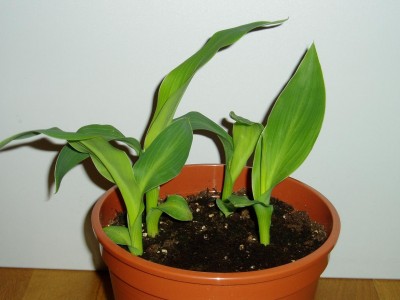 Cannas.JPG