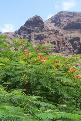 La Gomera 148.1jpg.jpg