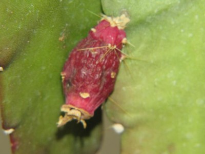 Epiphyllum-Frucht.JPG