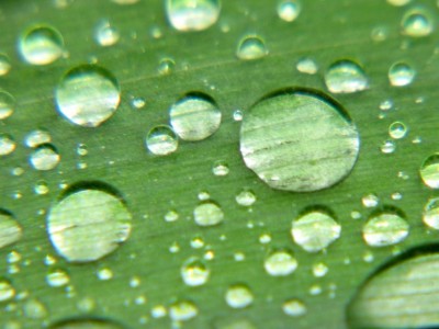 Sumpfiris-im-Regen.JPG