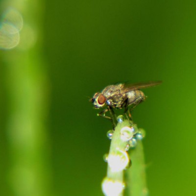 Fliege-betröppelt.JPG