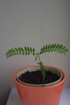 Flammenbaum29.5. 001.1.jpg