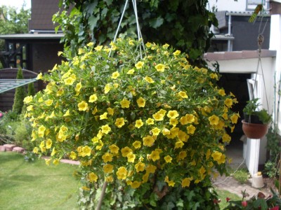 Rosen 035_minipetunienklein.JPG