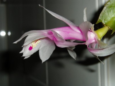 Schlumbi Blüte.JPG