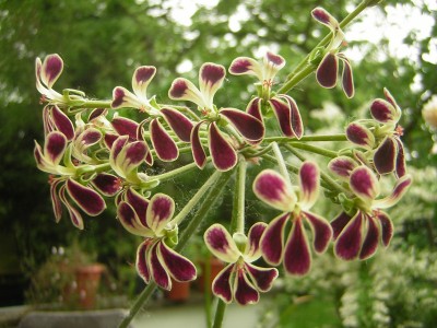 Pel. pulverulentum 6.JPG