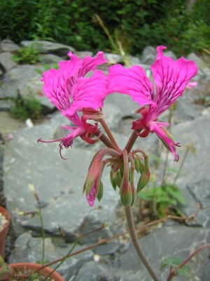 Pel. endlicherianun.JPG