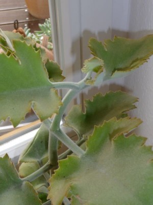 P1000476_450_600b.jpg