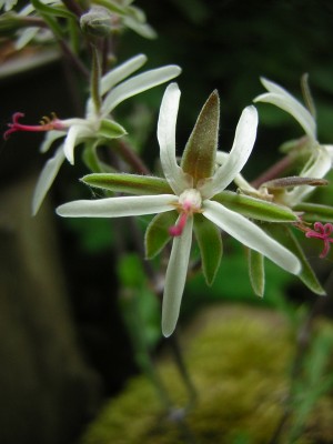 Pel. dasyphyllum.jpg