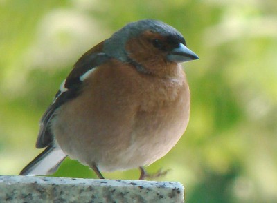 05.06.09 sein plätzchen.jpg