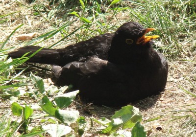 05.06.09 amsel in chillposition.jpg