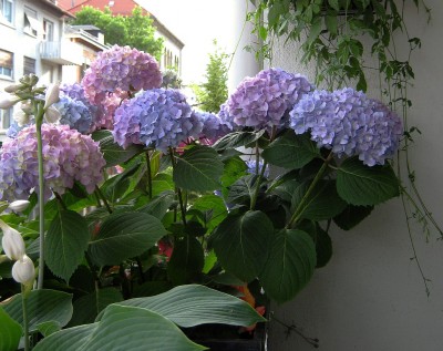 07.06.09 endless summer1.jpg