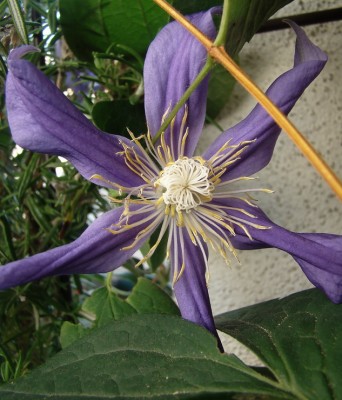 03.06.09 clematis integrifolia.jpg