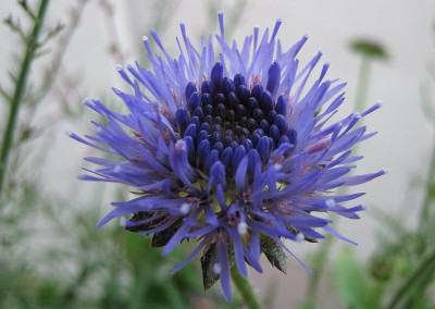 05.06.09 jasione.jpg