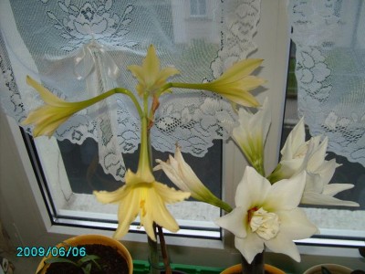 PICT0217.JPG