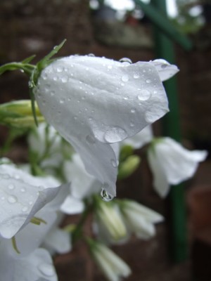 DSCF3647.JPG
