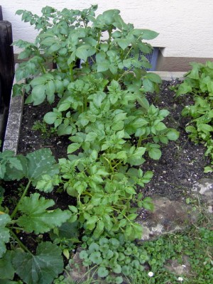 Kartoffeln Mai 07.JPG