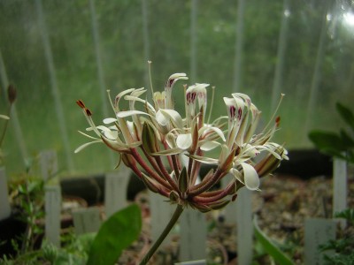 Pel. curviandrum5.JPG