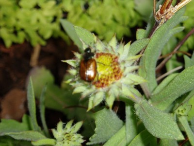 Knospe Korkadenblume.JPG