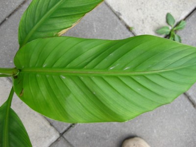 musa2.jpg