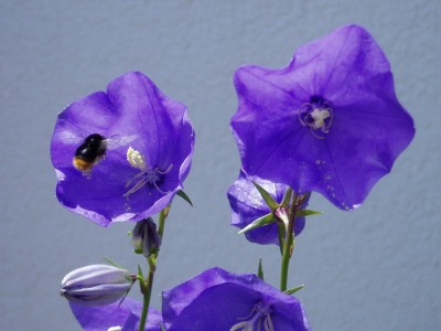 Glockenblume m. Besucher.JPG