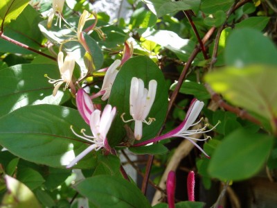 duftendes Geißblatt.JPG