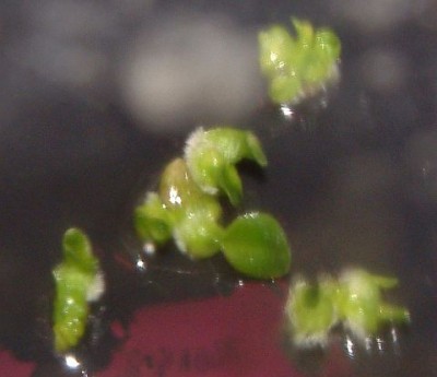 Protokorme_phal_2009_02_27.jpg