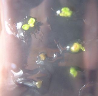 Protokorme_phal_2009_02_02.jpg