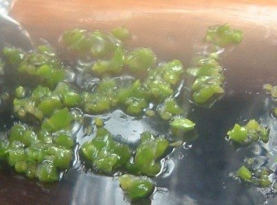 Protokorme_phal_2008_12_02.jpg
