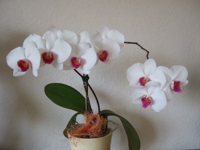 Phal2.JPG