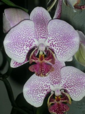 Phal.JPG