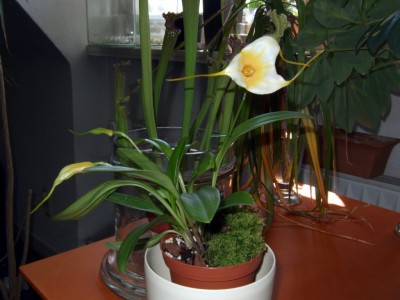 Masdevallia.JPG