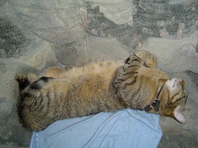Kitty  1.jpg