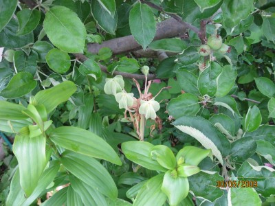 Green2009_2335.jpg