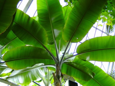 Musa paradisiaca blaetter.jpg