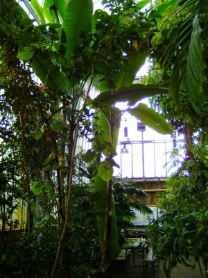 Musa paradisiaca ganz.jpg
