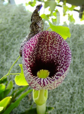 gespensterblume.jpg