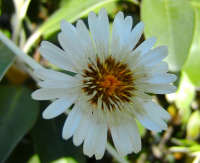 Pachysterga insignis.jpg