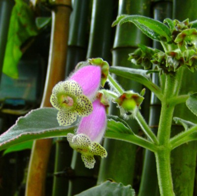 Ophiopogon japonicus.jpg