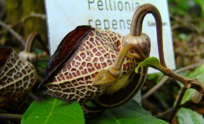 Pellionia repens1.jpg