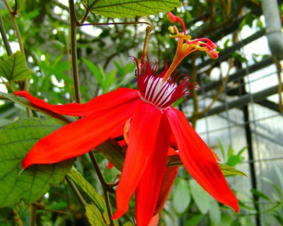 Passiflora vitifolia.jpg