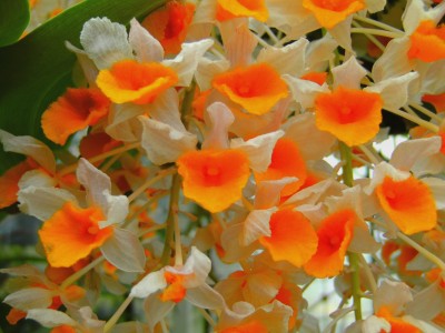 Dendrobium densiflorum.jpg