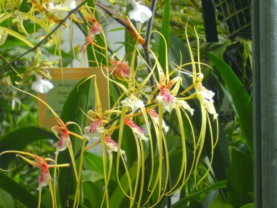 brassia.jpg