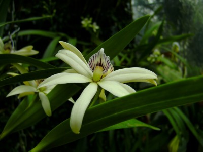 Prosthechea baculus.jpg