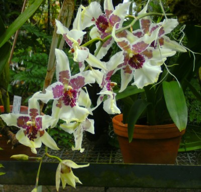 orchiweißpink.jpg