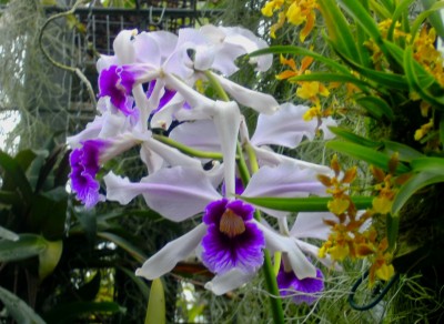 orchiweißlila.jpg
