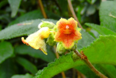 Rhytidophyllum berteroanum.jpg