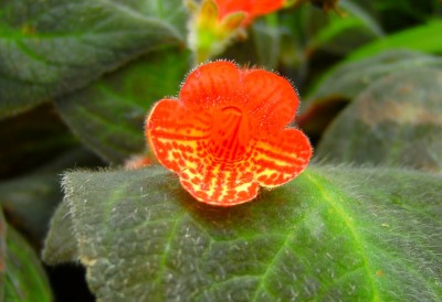 orange.jpg